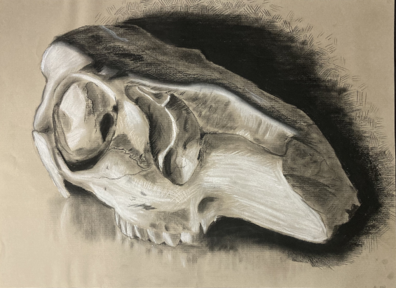 A charcoal drawing of an animal skull